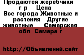 Продаются жеребчики 14,15 16 г.р  › Цена ­ 177 000 - Все города Животные и растения » Другие животные   . Самарская обл.,Самара г.